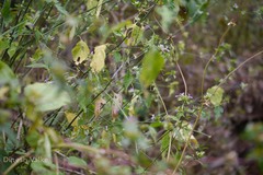 Peristrophe paniculata